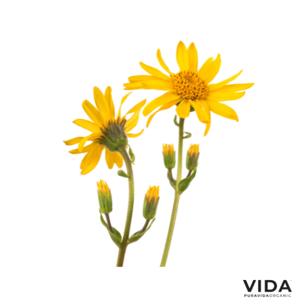 Arnica Flower Extract